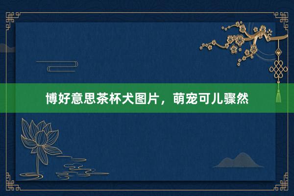 博好意思茶杯犬图片，萌宠可儿骤然