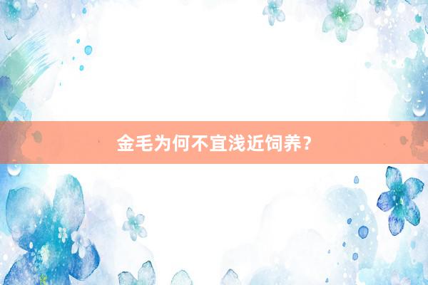 金毛为何不宜浅近饲养？